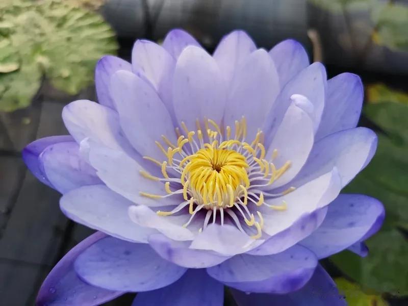 此首小诗真乃一帘幽情唐人心！《七律   残星幽梦》
长夜幽怀意韵侵，孤灯瘦影念思