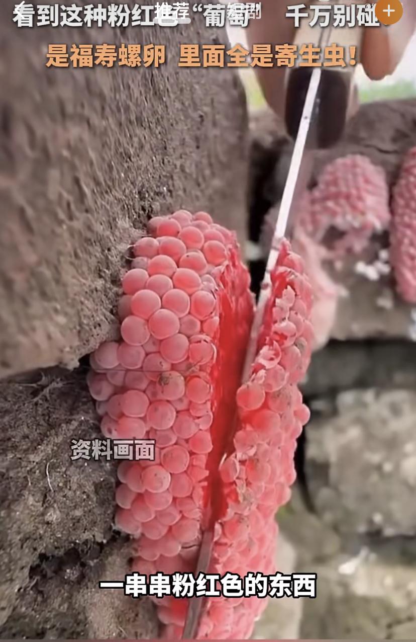 河边的"粉色葡萄"千万别碰!一颗就能惹上大麻烦
最近江苏不少河边冒出一串串粉红色