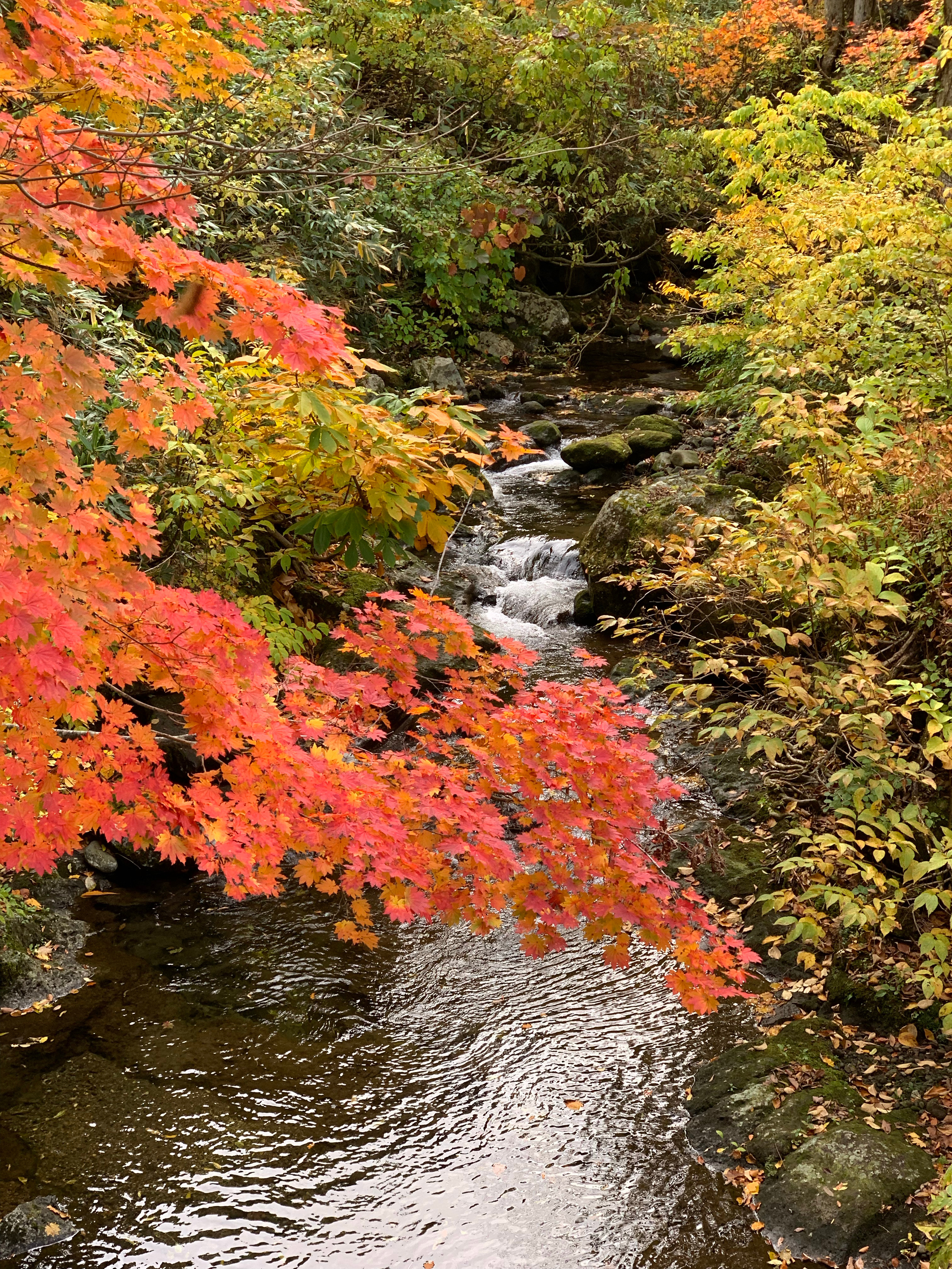 𝒍𝒊𝒗𝒆 𝒊𝒏 𝒂𝒖𝒕𝒖𝒎𝒏 🍁 🍂 ​​​