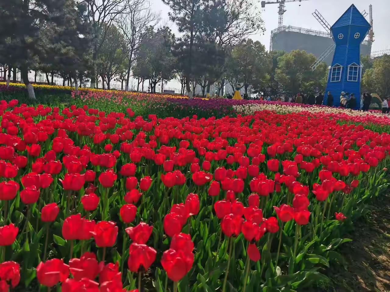 新野郁金香鲜花盛开，游人如织！