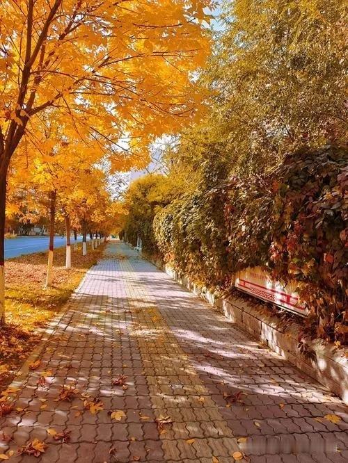 金字经·秋韵禅思
弦月禅光冷，
暮秋霜露凉。
风动寒枝叶舞扬。
伤，菊黄思陶章。