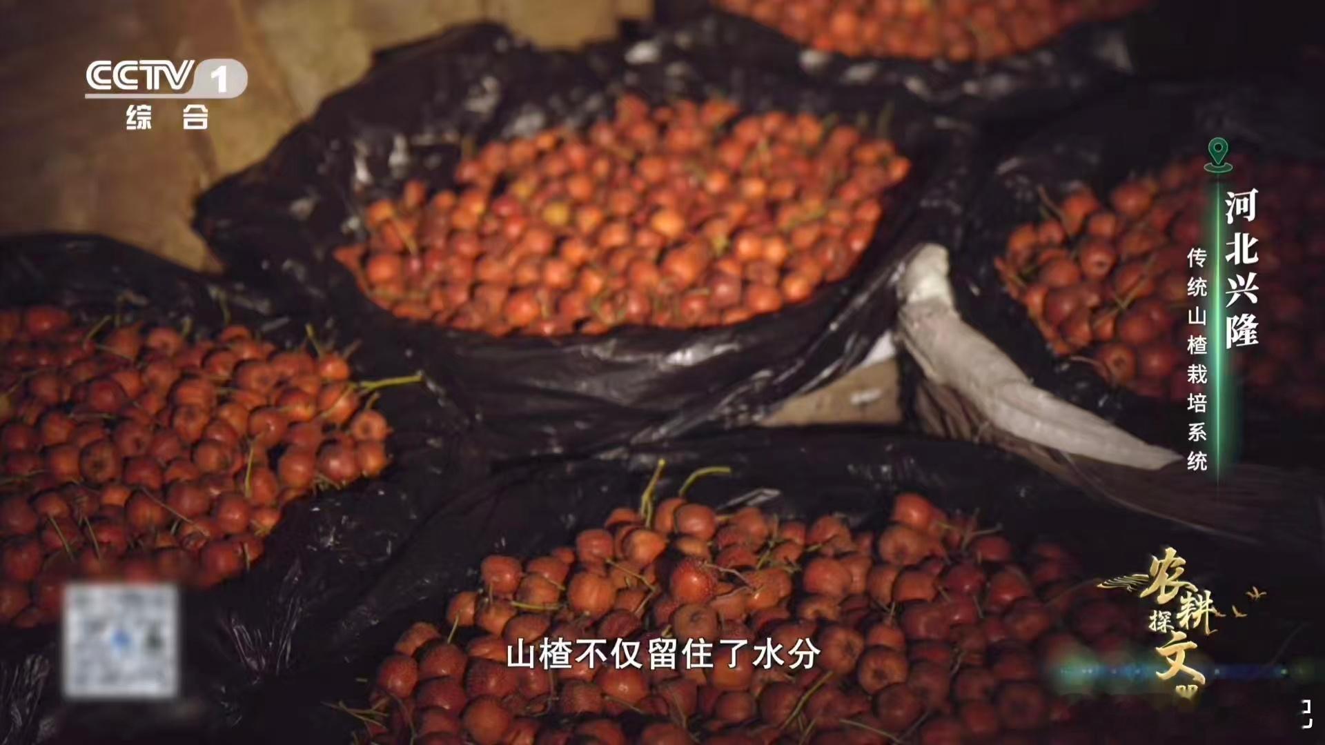 山楂变甜前要闭关数月山楂窖藏的学问太深了！石头窖壁控温控湿，让山楂安稳待两三月，