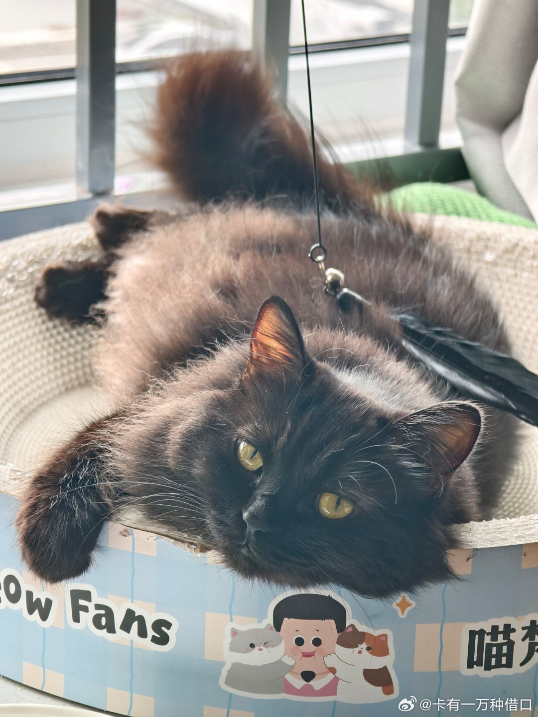 小猫真的很会享受 ​​​