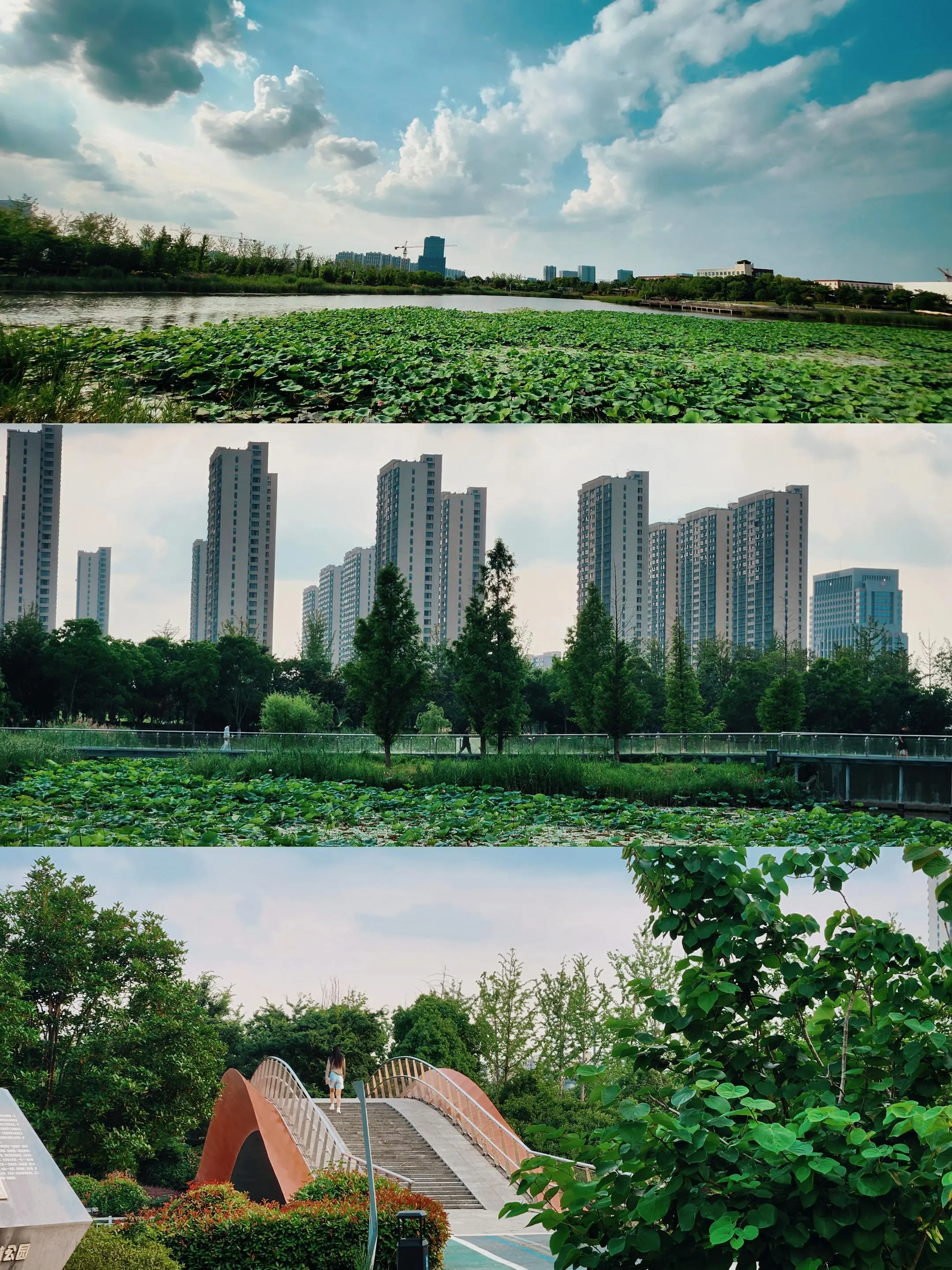 六月的段林公园，荷风送香。半池清雅，满眸温柔，一步一景，皆是心安。