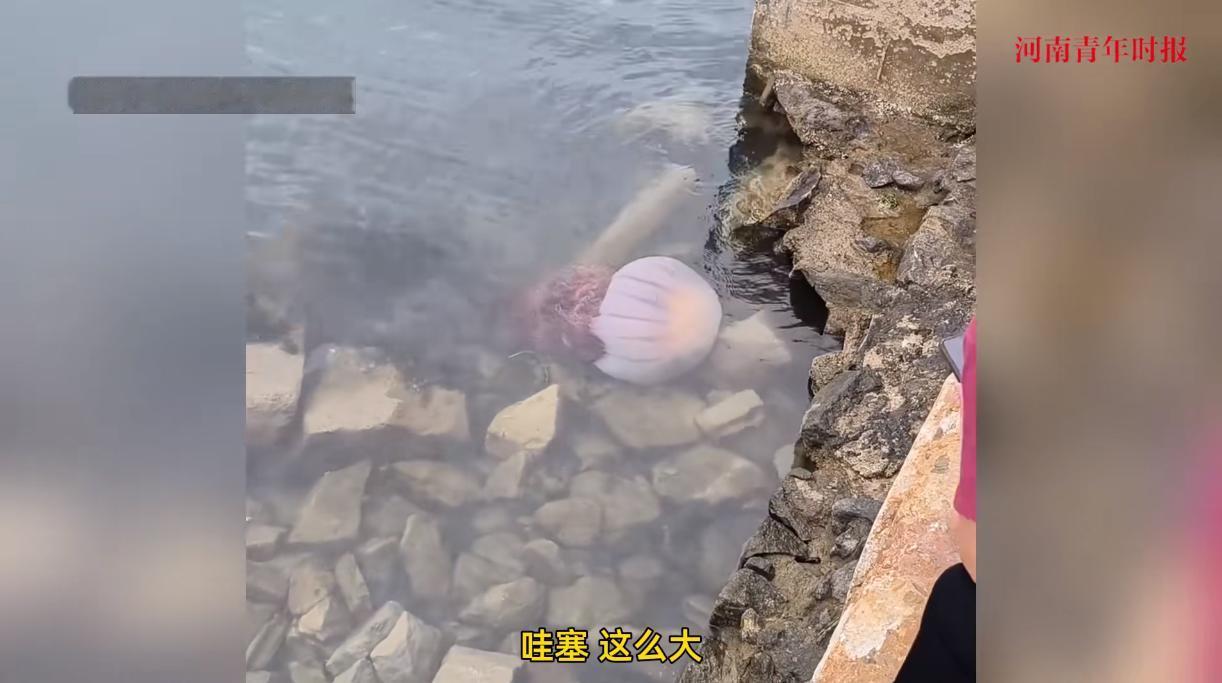 “天上掉馅饼了！”近日，山东烟台，一群游客在海边玩耍时，意外看到了一只巨大无比的
