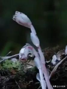 机器狗第一次进哀牢山，就拍到了“冥界之花”水晶兰。

这种花一年就露头40天，藏