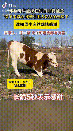 万物皆可灵。湖北襄阳，一女子见村头绑了一头牛，询问得知，这牛第二天早上就要被杀了