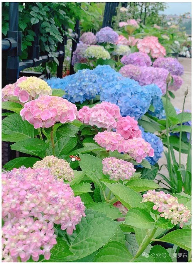 今日分享随手拍照片