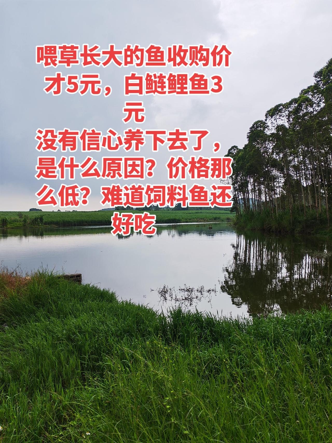 怎么办好啊？这个价格的鱼真的没有信心养下去了养鱼日记 鱼塘 养鱼