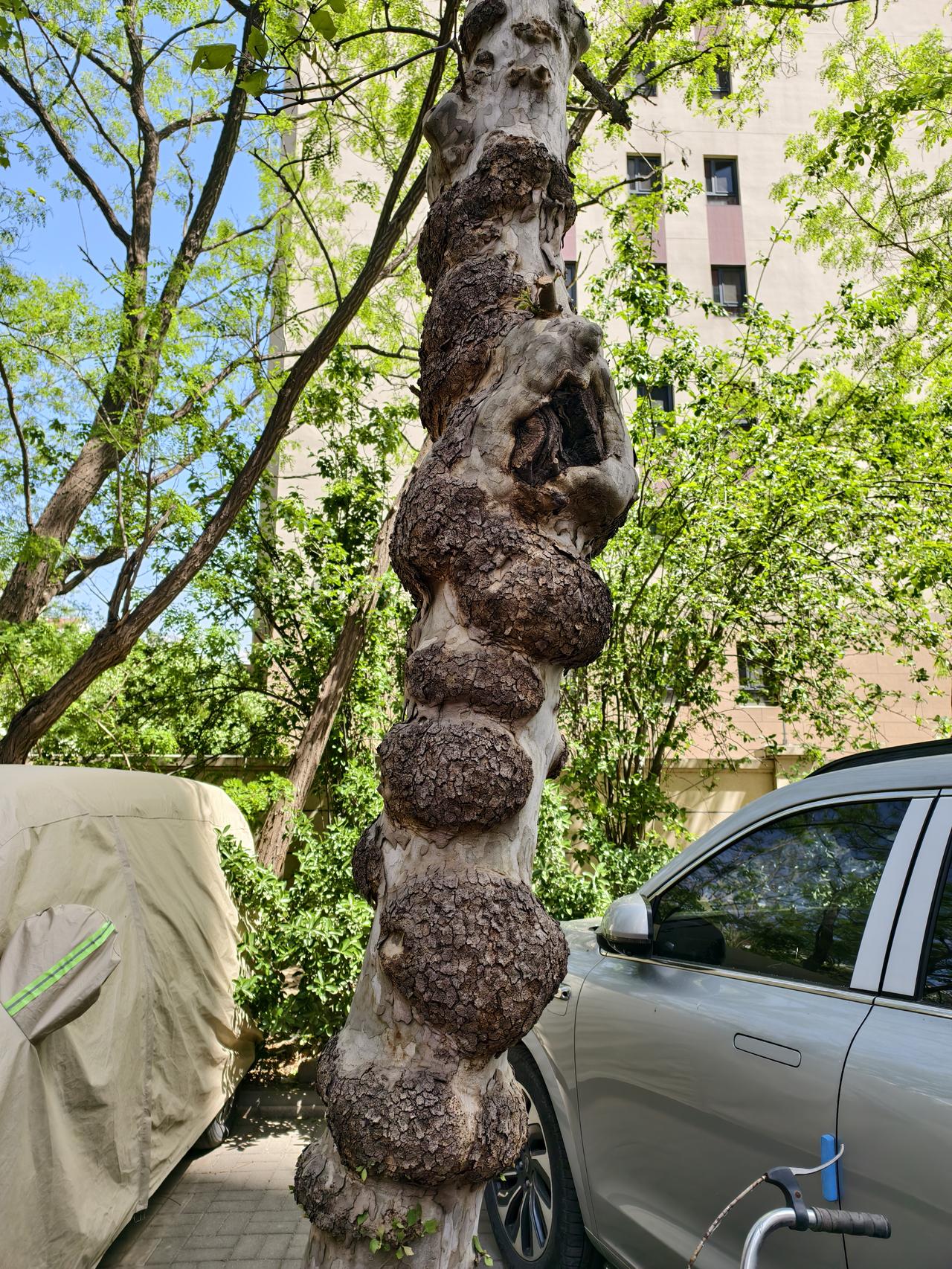 这是在南开永基花园小区看到的一棵大树，树桩长得非常奇特，看着像是一棵“病树”般的