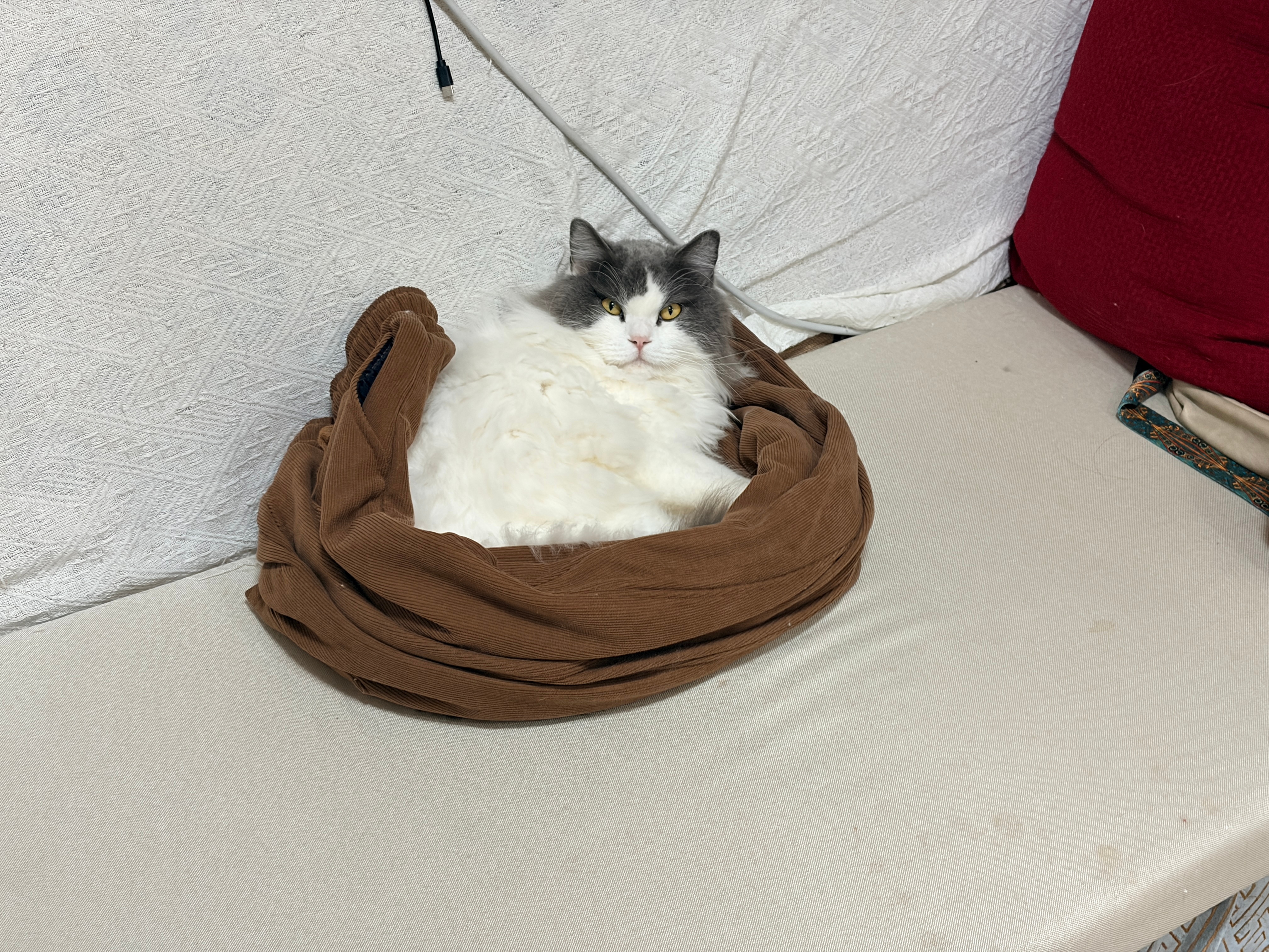 近期生活碎片🧩1.小咪非要睡沙发上，怕孩子冷，用裤子围了个简易猫窝2.卤了鸡腿