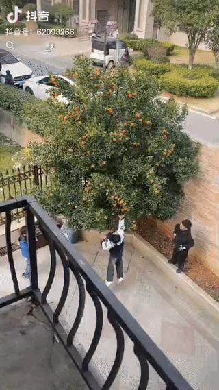 “看感动了!” 湖北，几个小孩看见一家院落里的桔子树上结满红彤彤的果子，就翻进院