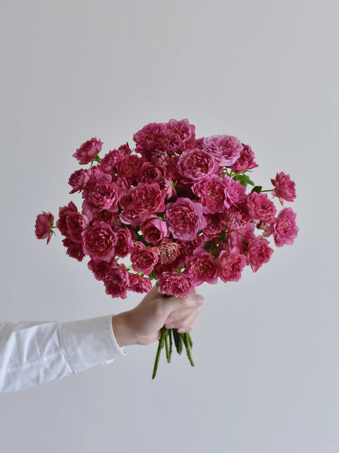 初见玫瑰园·凪