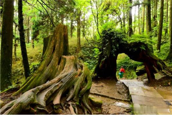 【财富晚茶】三元股市收评：沪指跌0.39%：林业探底回升煤炭杀跌导语：作者系《网