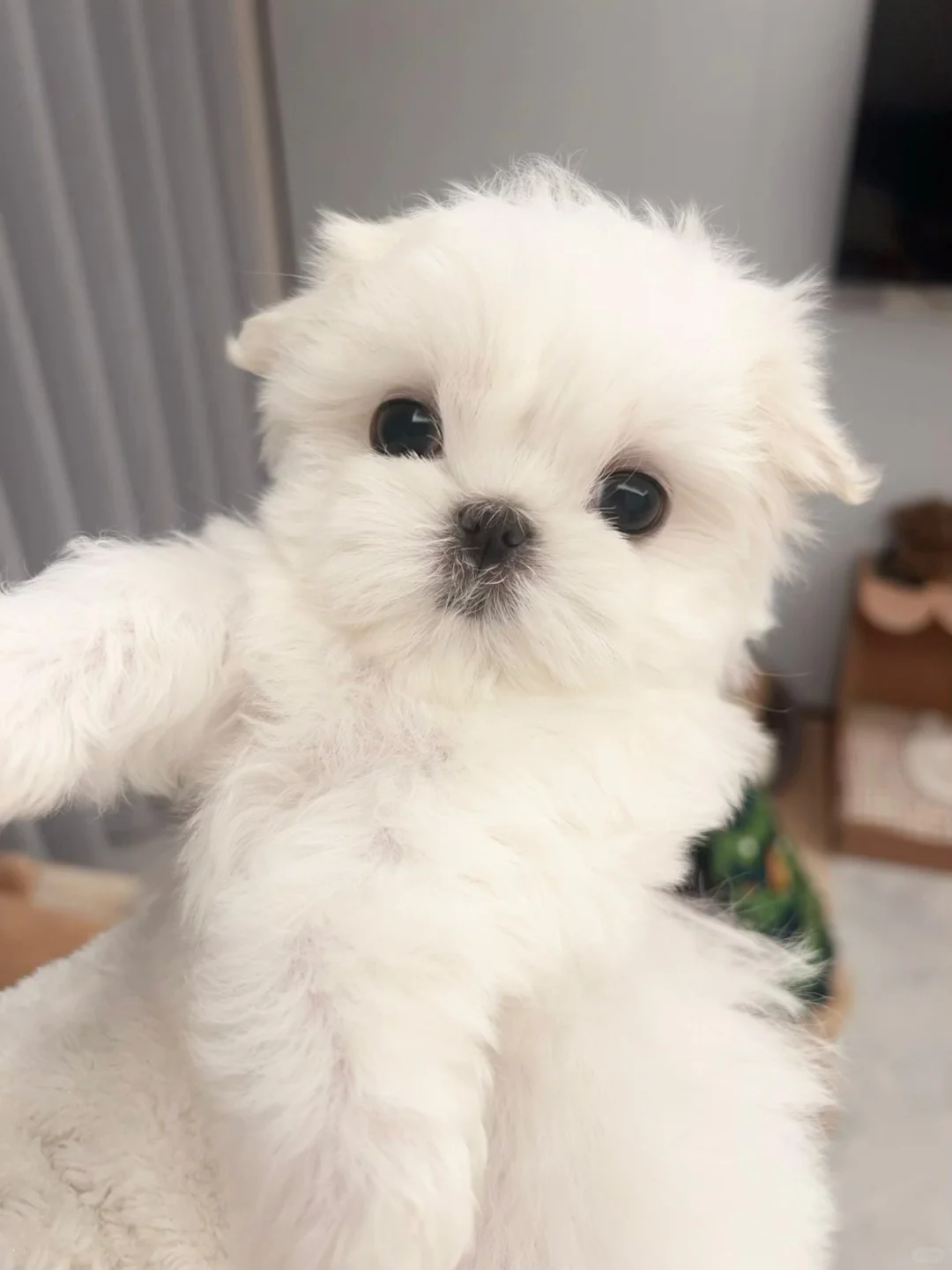 成都家养小体韩系马尔济斯弟弟妹妹找新家🏠