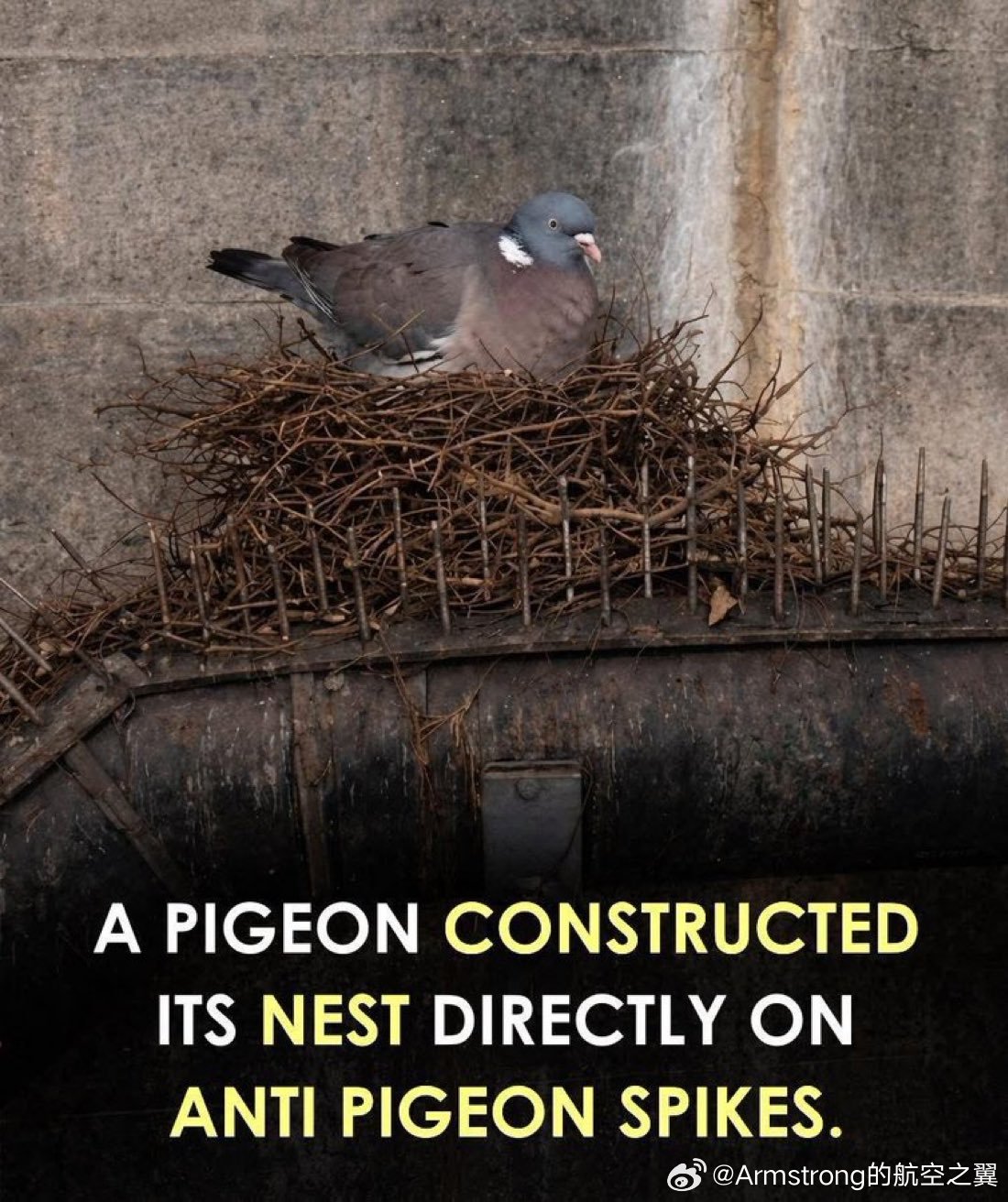 在防鸽刺上筑巢的鸽子 