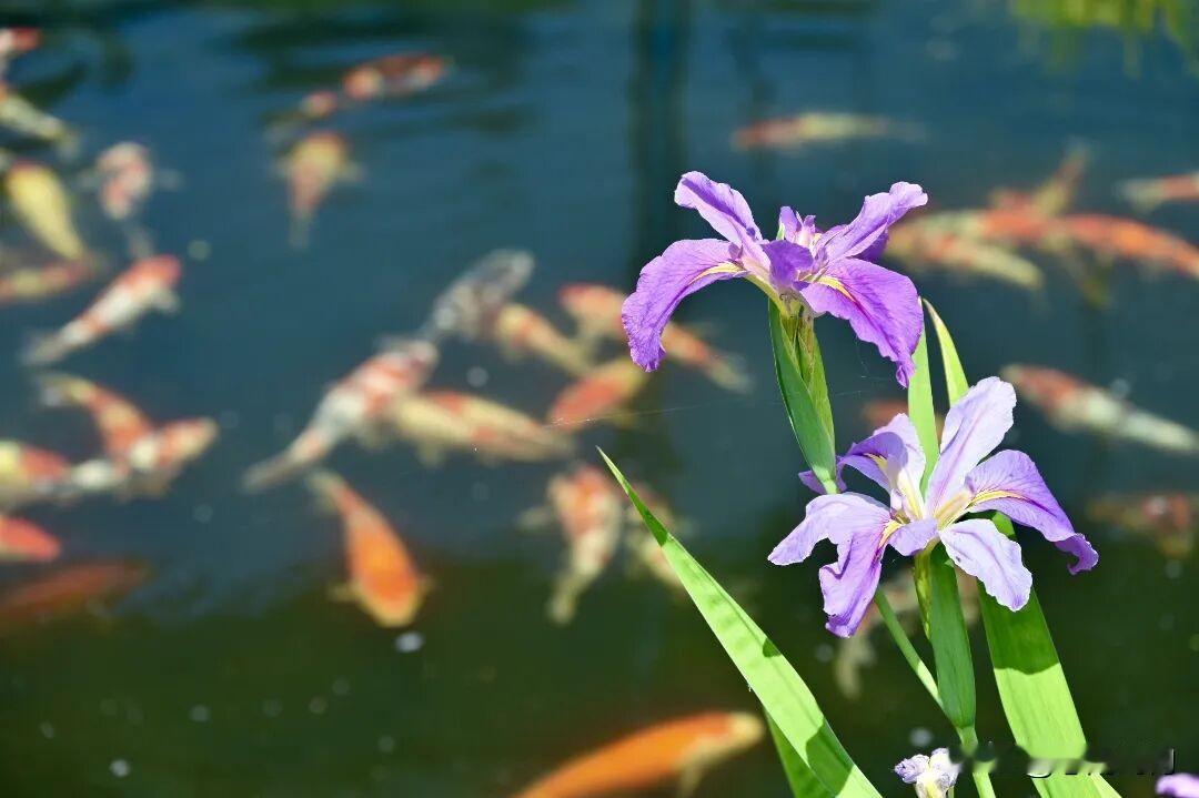 夏日花开