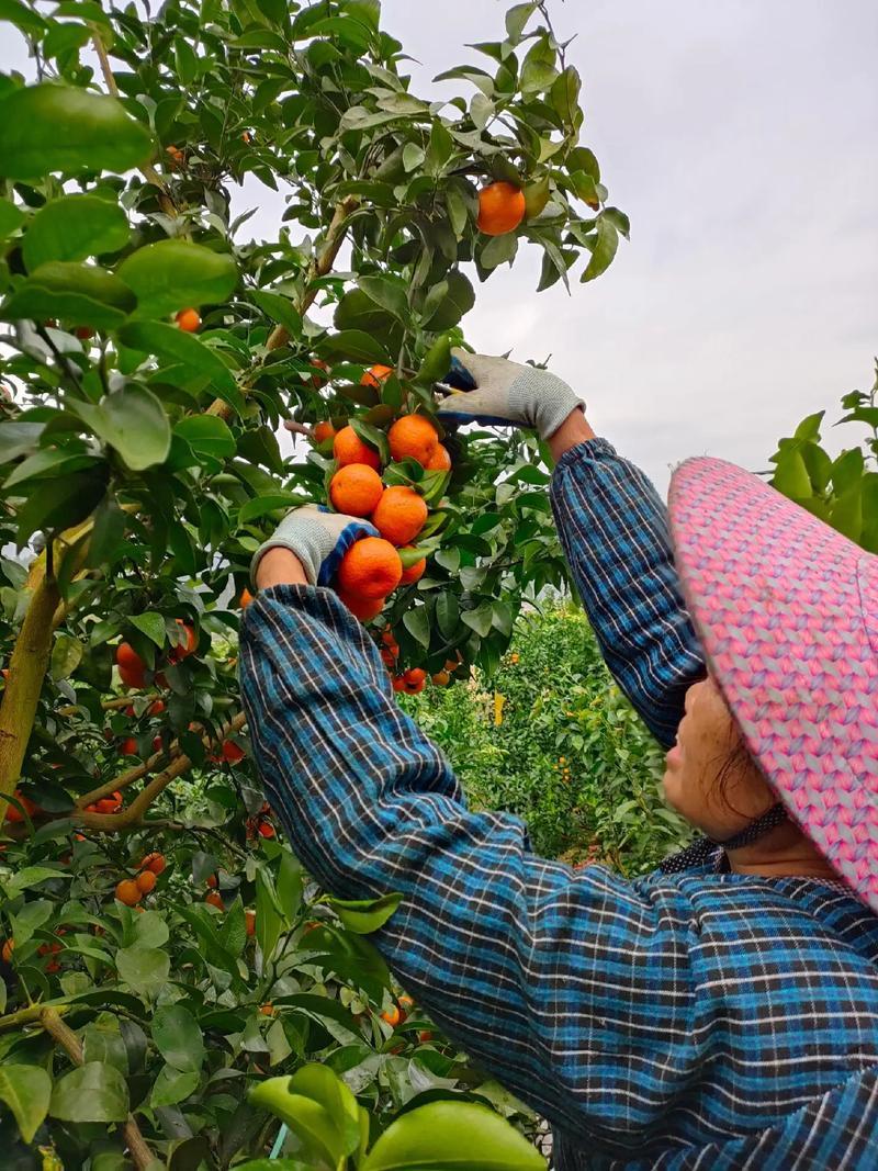 12月31日，来自广西的18名“小砂糖橘”乘坐中国铁路哈尔滨局集团有限公司齐齐哈