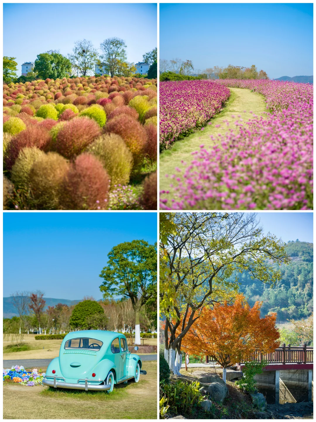 径山花海❤️地肤草红了🌈像渐变的彩虹梦境