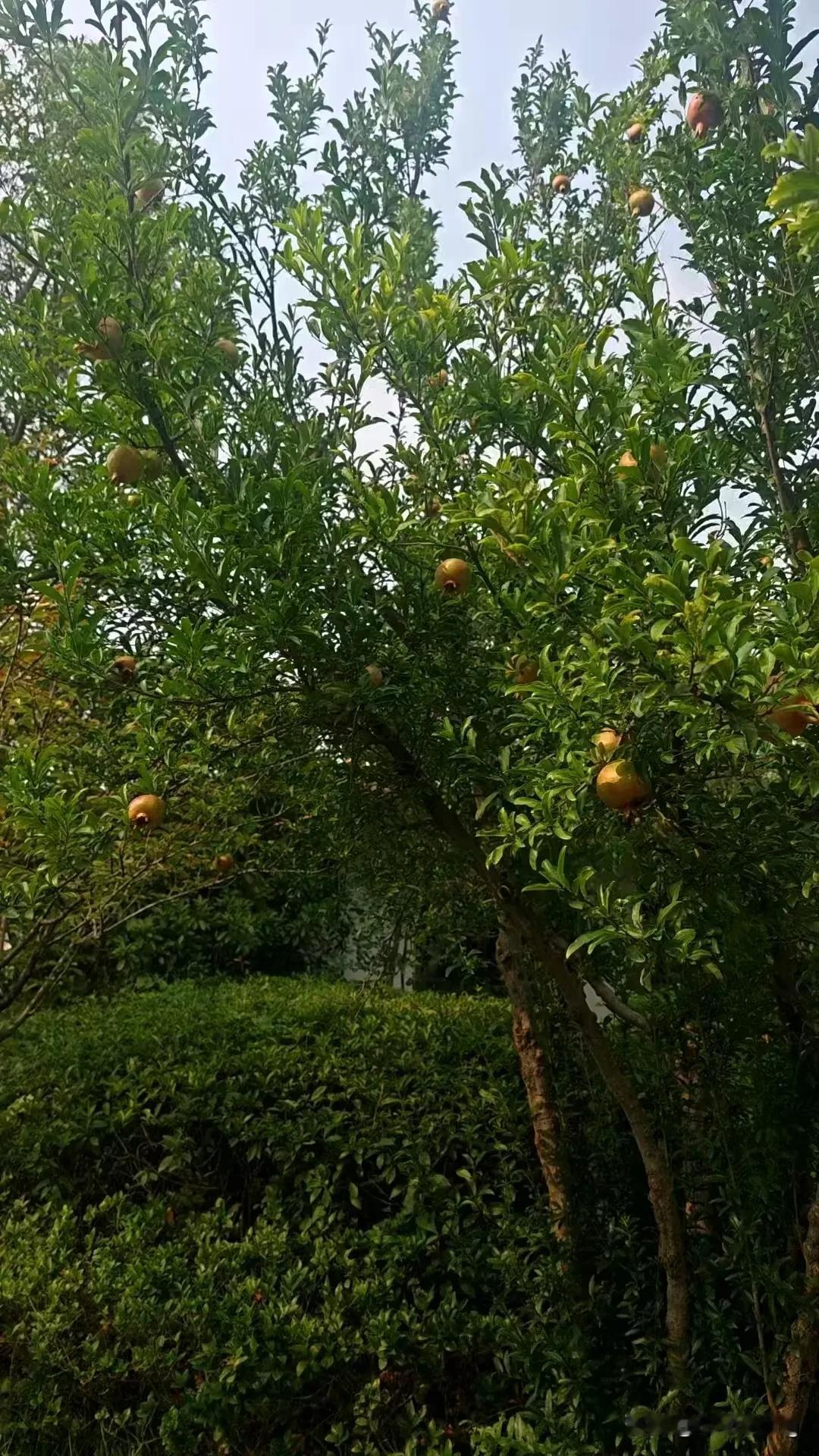 （前不久国企老总殴打自己供应商这个事情）
​未来中国社会这种事情可以说是多如雨后