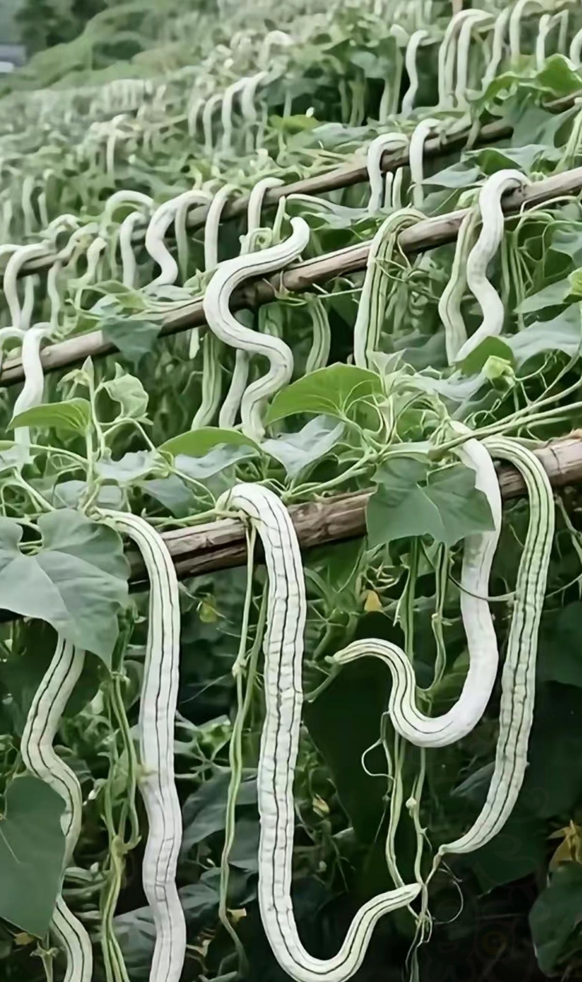 太奇怪了！跟朋友出门玩，菜园里撞见密密麻麻一地菜，看着像丝瓜又可能不又是，瞅半天