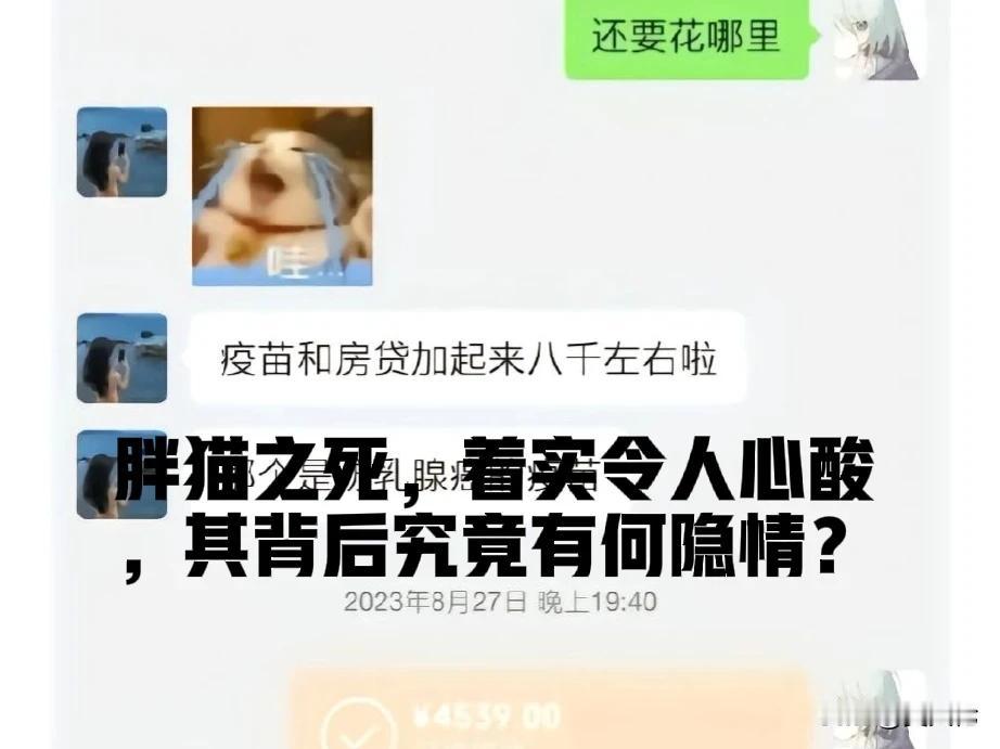 胖猫之死，着实令人心酸，其背后究竟有何隐情？
近日，重庆一名21岁男子跳江自杀的