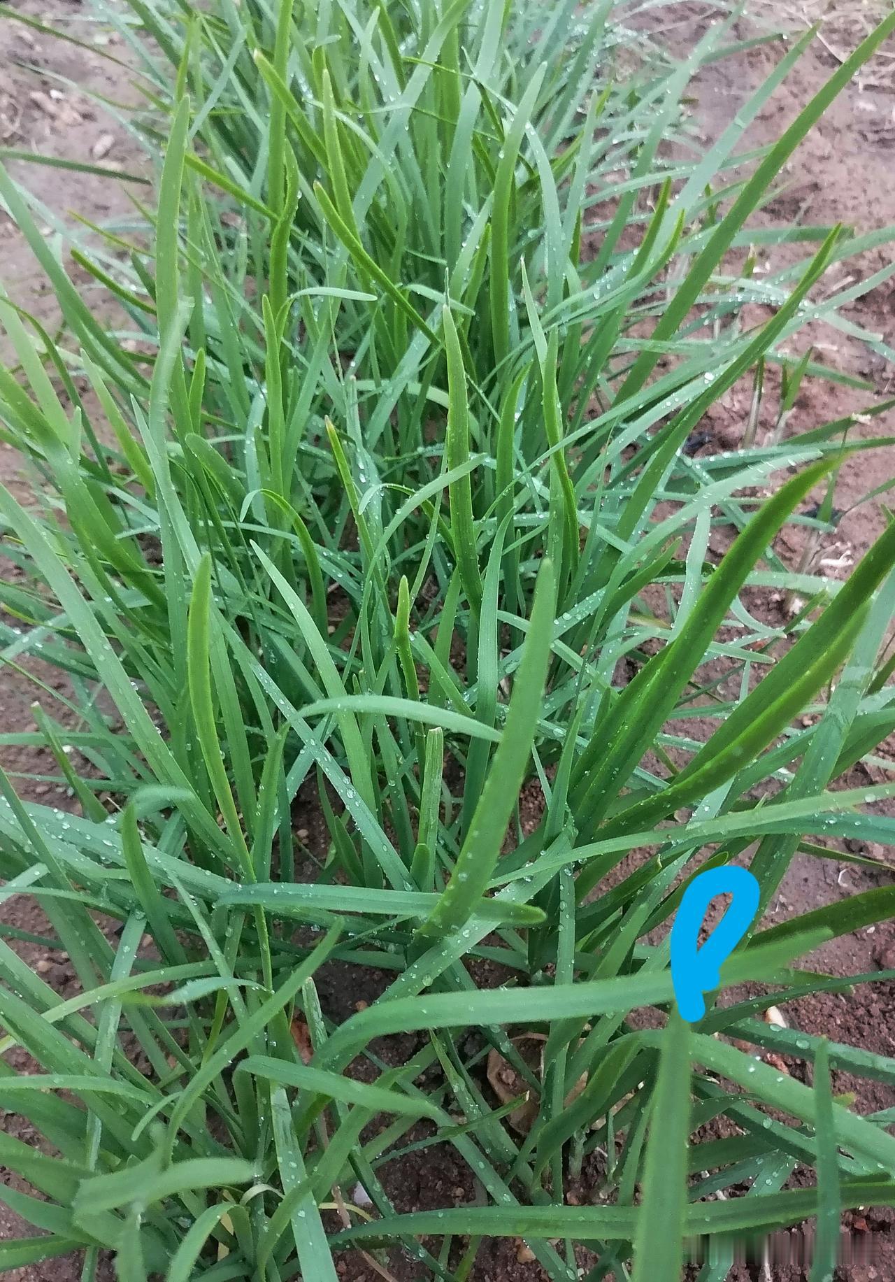 韭菜移栽好还是播种好?对于新手来说，栽培韭菜，还是从移栽入手更好。

“无韭不成