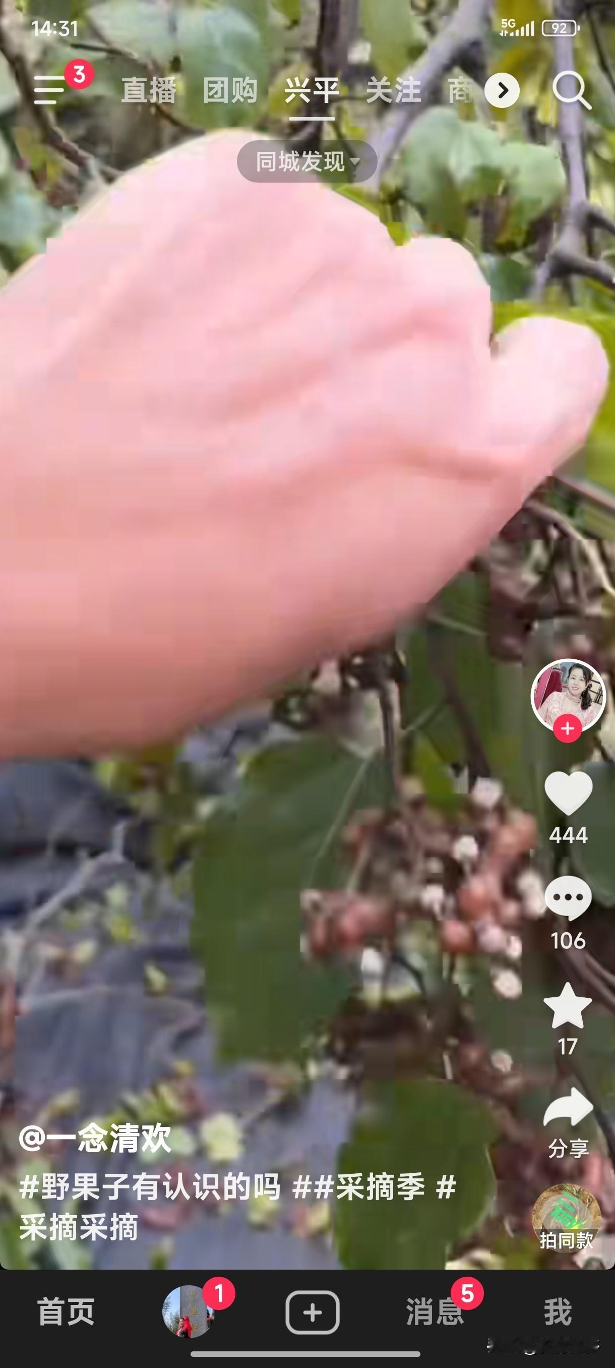 看到陕西乡党发的视频，这么多的拐枣树，拐枣长得这么好。这拐枣超级甜！
记得小时候