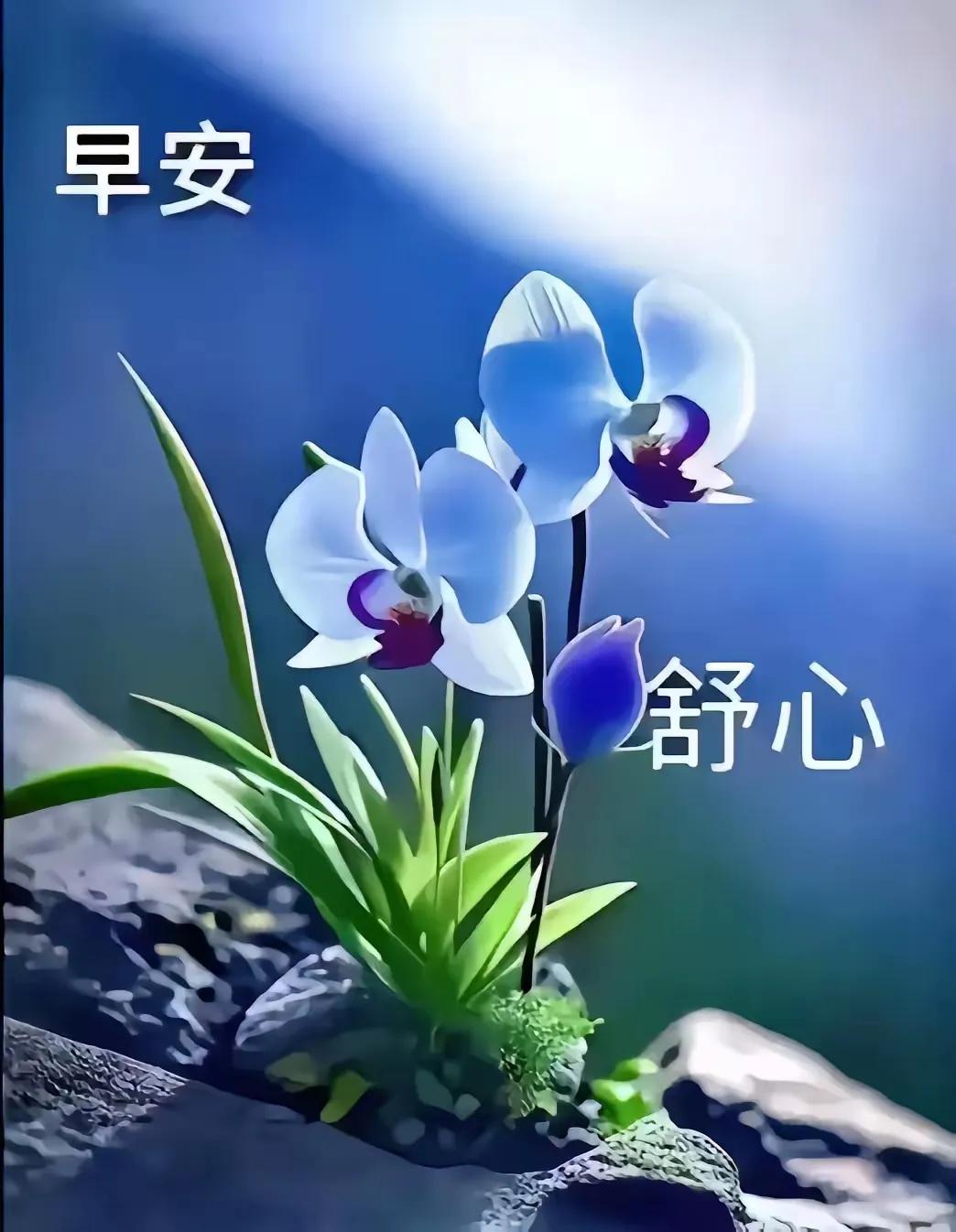 “早安，愿你今日舒心。”🌸🌷早安愿您平安