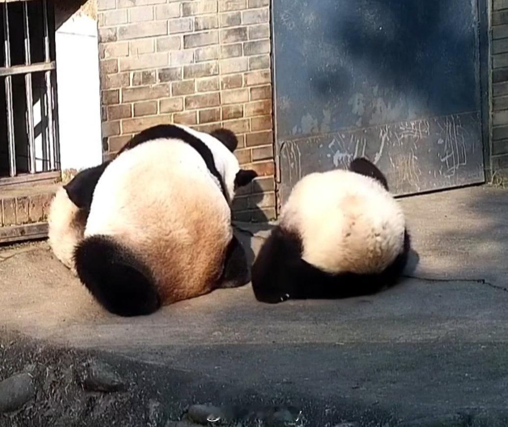 翻跟头的怡然崽，土豆条好可爱～🐼 