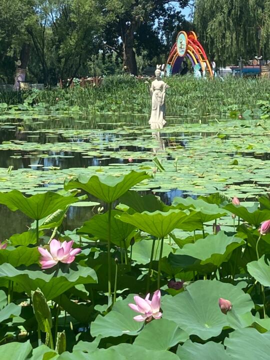 北陵公园的荷花🌸开了！