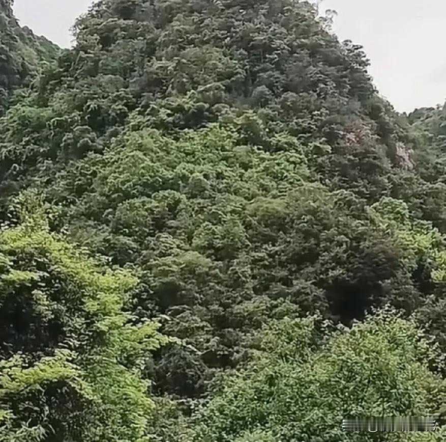 文章发出去20多分钟都没有通过审核，一看 催审已满。想修改也修改不了，我想肯定是