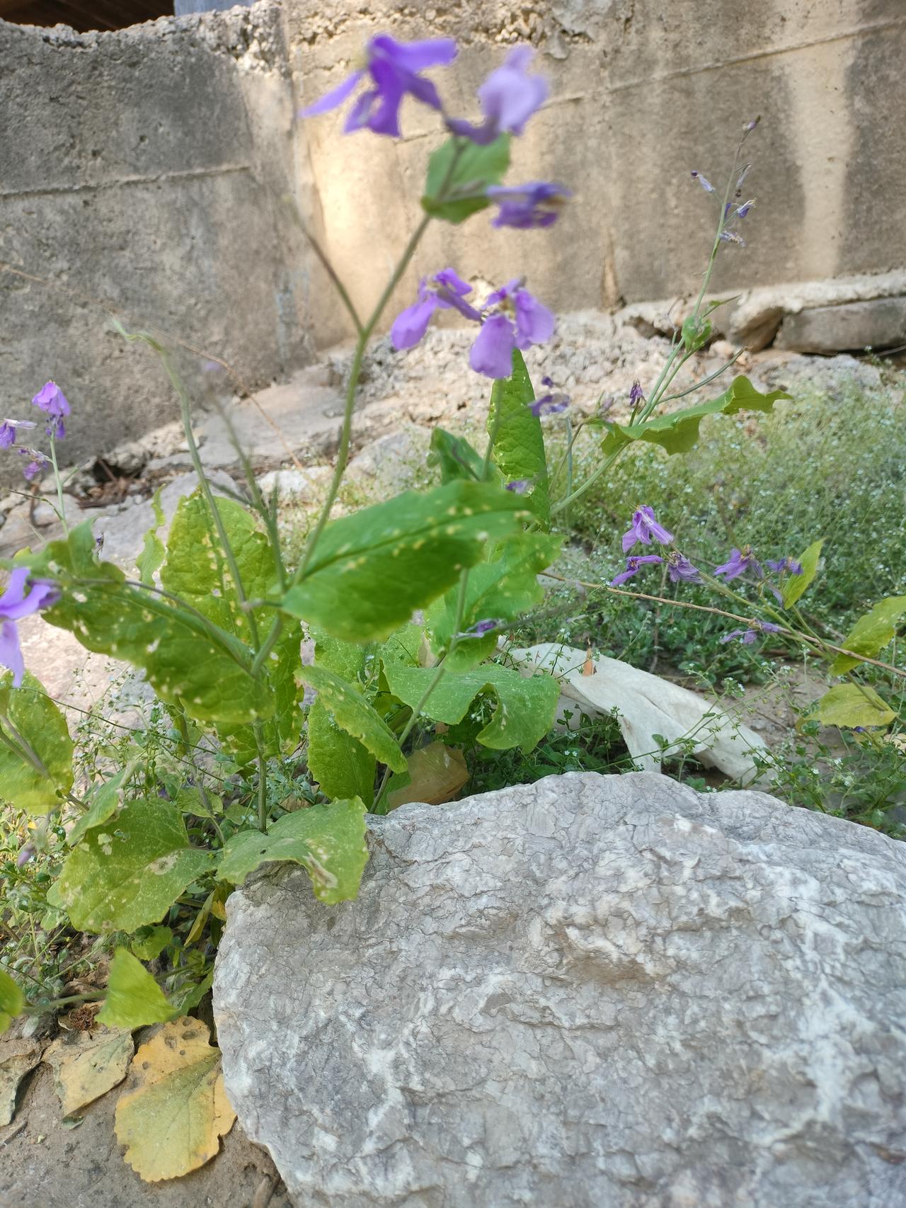 手机每天随手拍夹缝里成活的小兰花，清新脱俗，非常惊艳。