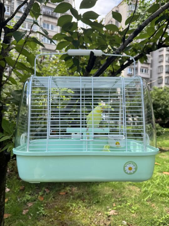 换了新的外带笼，虎皮的长尾巴终于不憋屈了