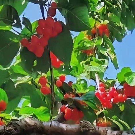 种植樱桃的种植方法如下：1. 选择品种：根据所在地区的气候条件和市场需求，选择合