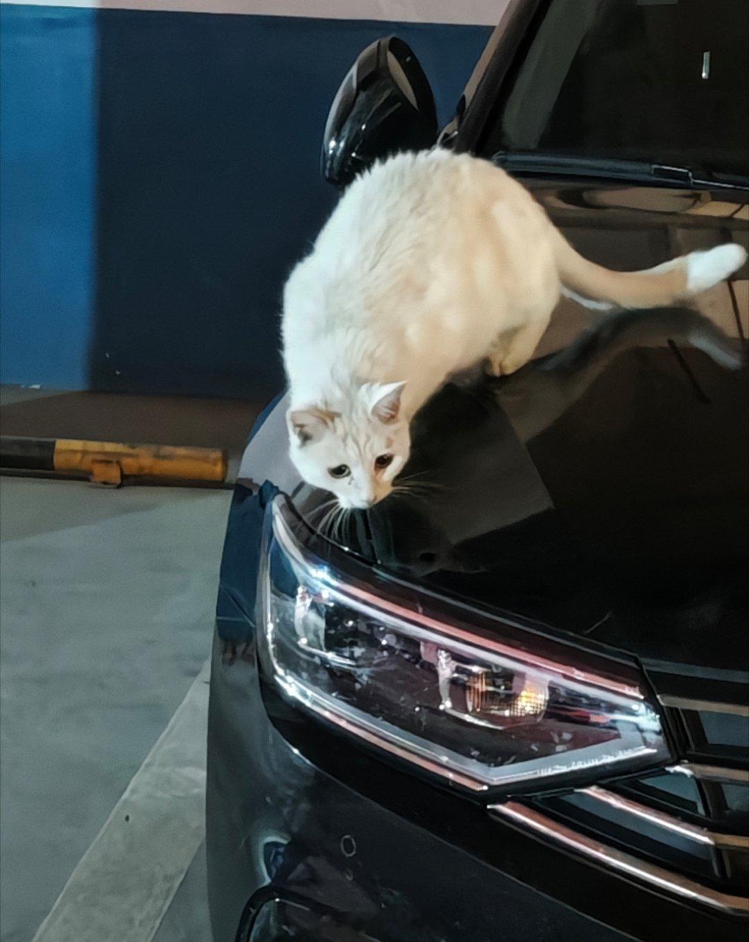 降下车窗说了句，猫哥晚饭吃了吗？ 感觉它要扑我了[笑cry]  赶紧关窗。 ​​