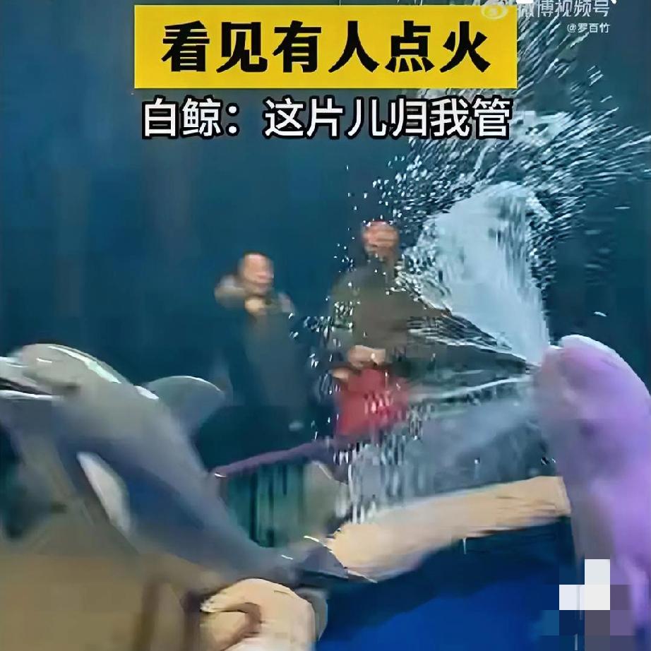 海洋馆惊现"正义鲸"！男子抽烟不听劝，被白鲸精准"浇透"还带连坐
 
谁能想到，