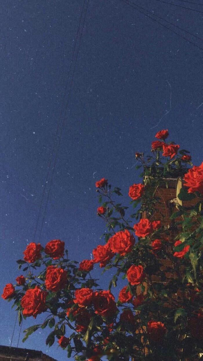 人生最快乐的事情，就是从容不迫地实现自己的理想。——竹已《折月亮》#晚安# ​​