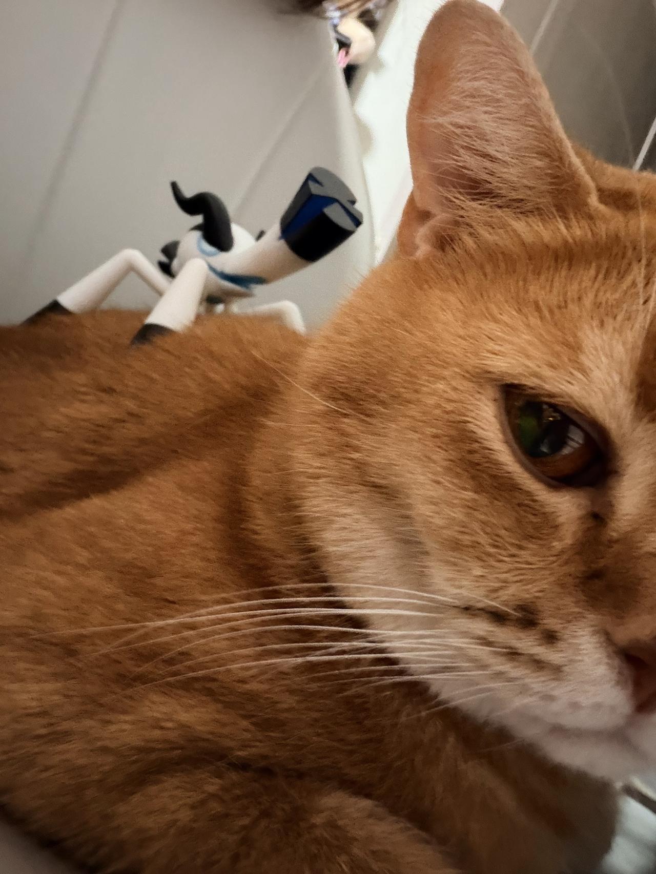 践 踏 小 猫 咪 ！践踏他们
