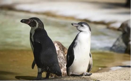 南极有1.2亿只企鹅，每天排便4800吨，可南极依旧干净得很。这是为啥呢？原来企