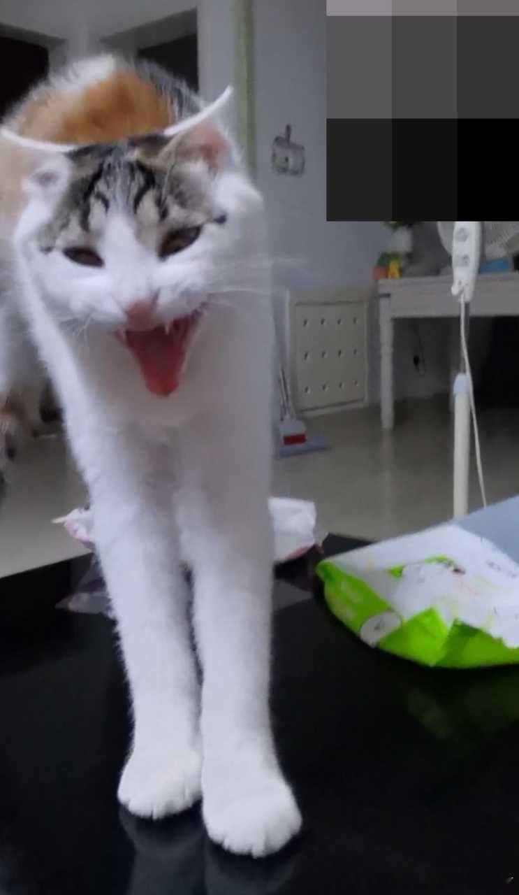 49423【丑猫】咪其实平时不长这样 