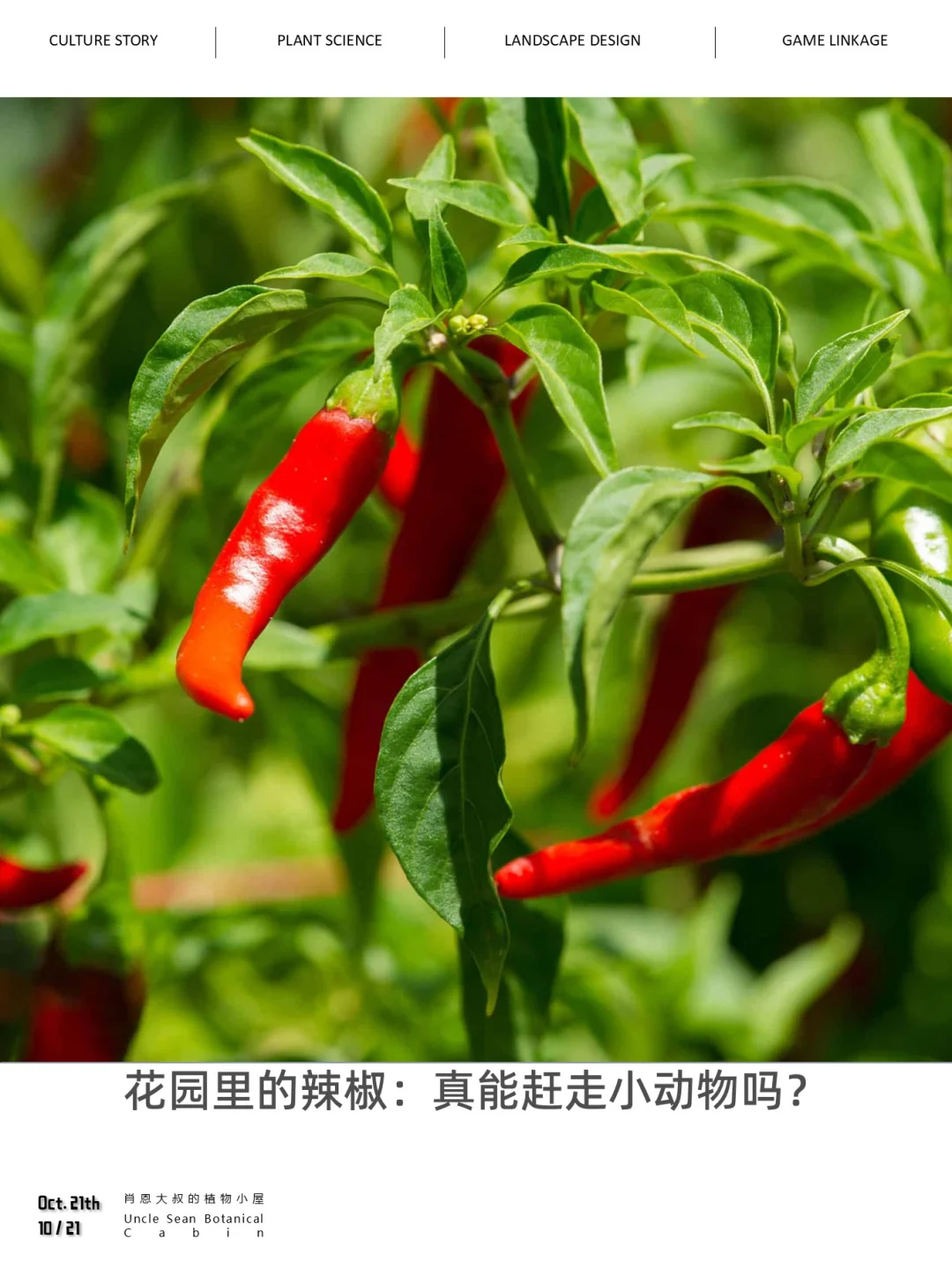🌶️ 辣椒守护，真能赶走破坏的动物吗？