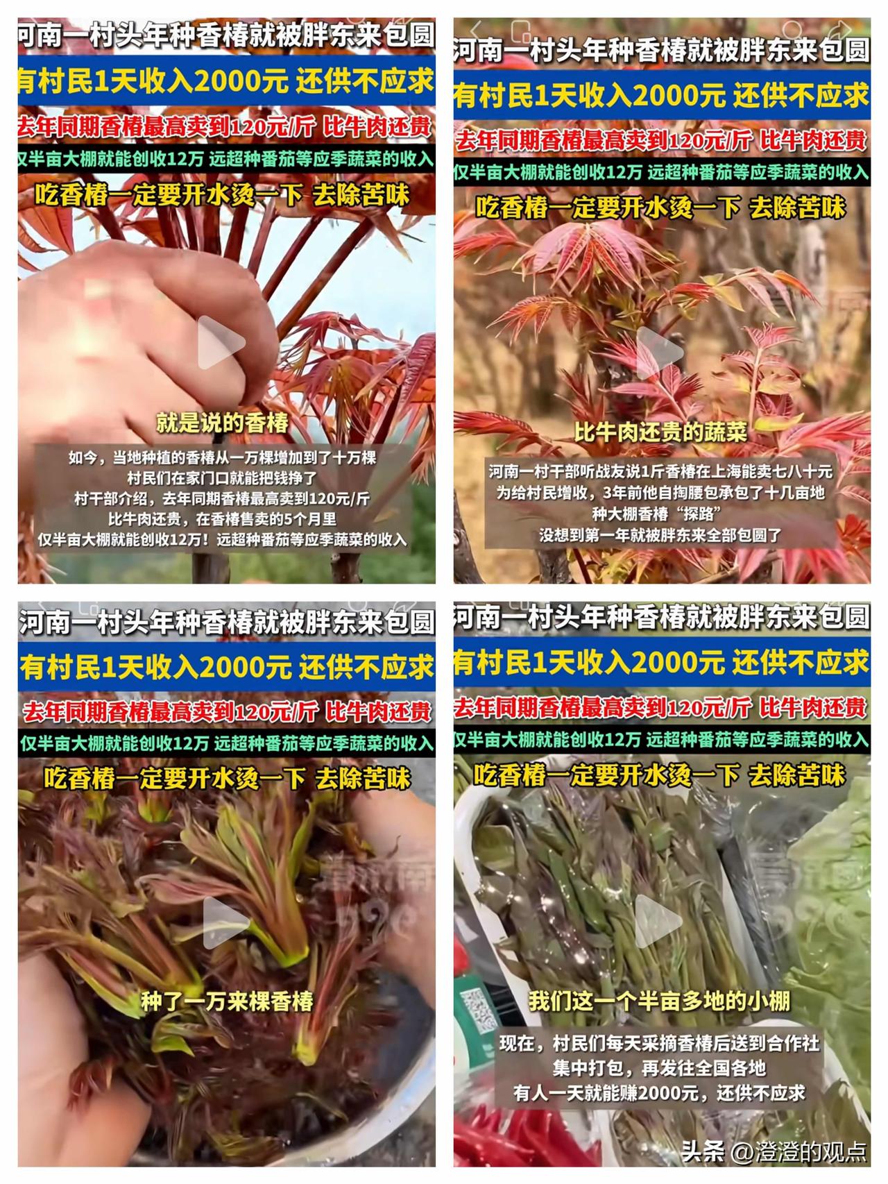 河南边岗村这事儿真绝了！

都说牛肉贵，谁能想到地里长的嫩芽子竟然能卖到120块