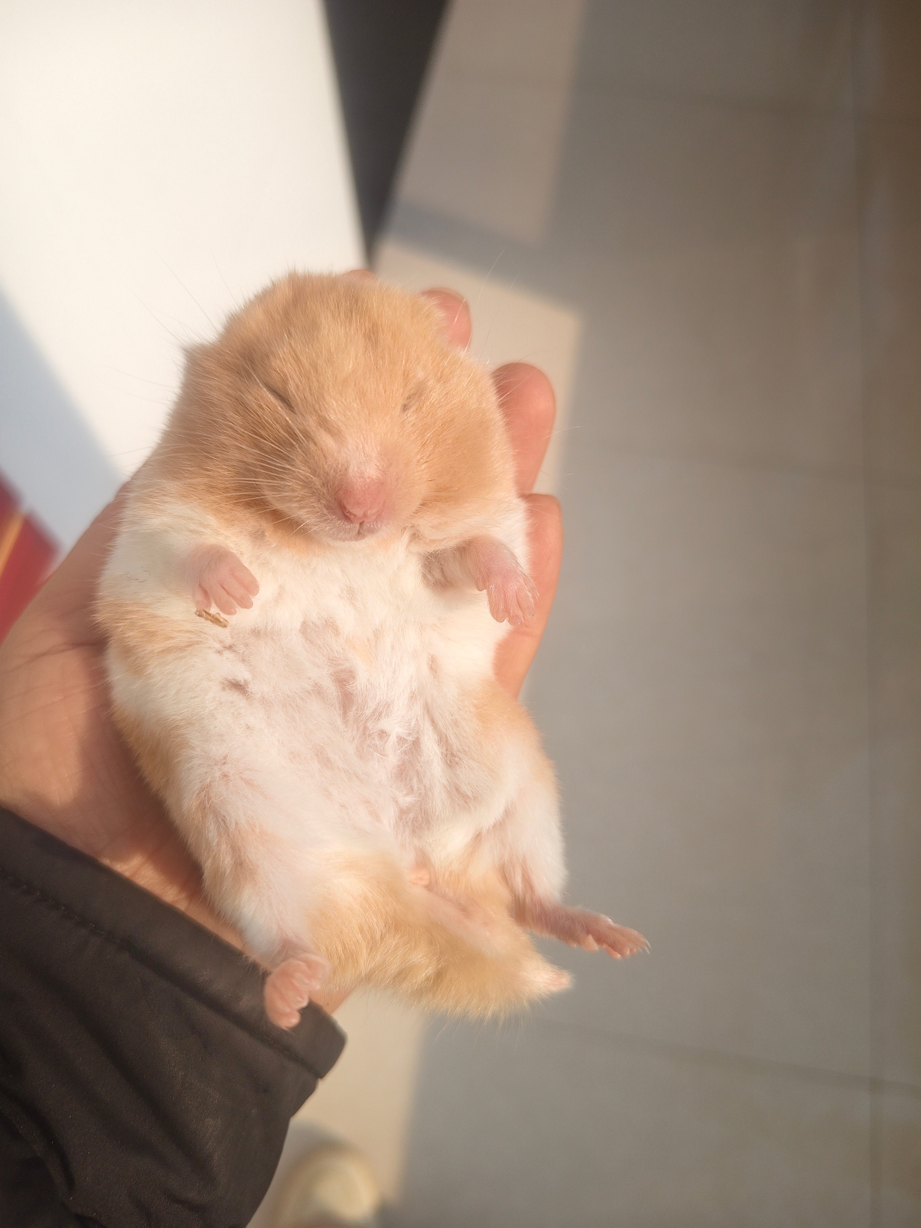 我的小鼠 你这是咋了  冷的吗是