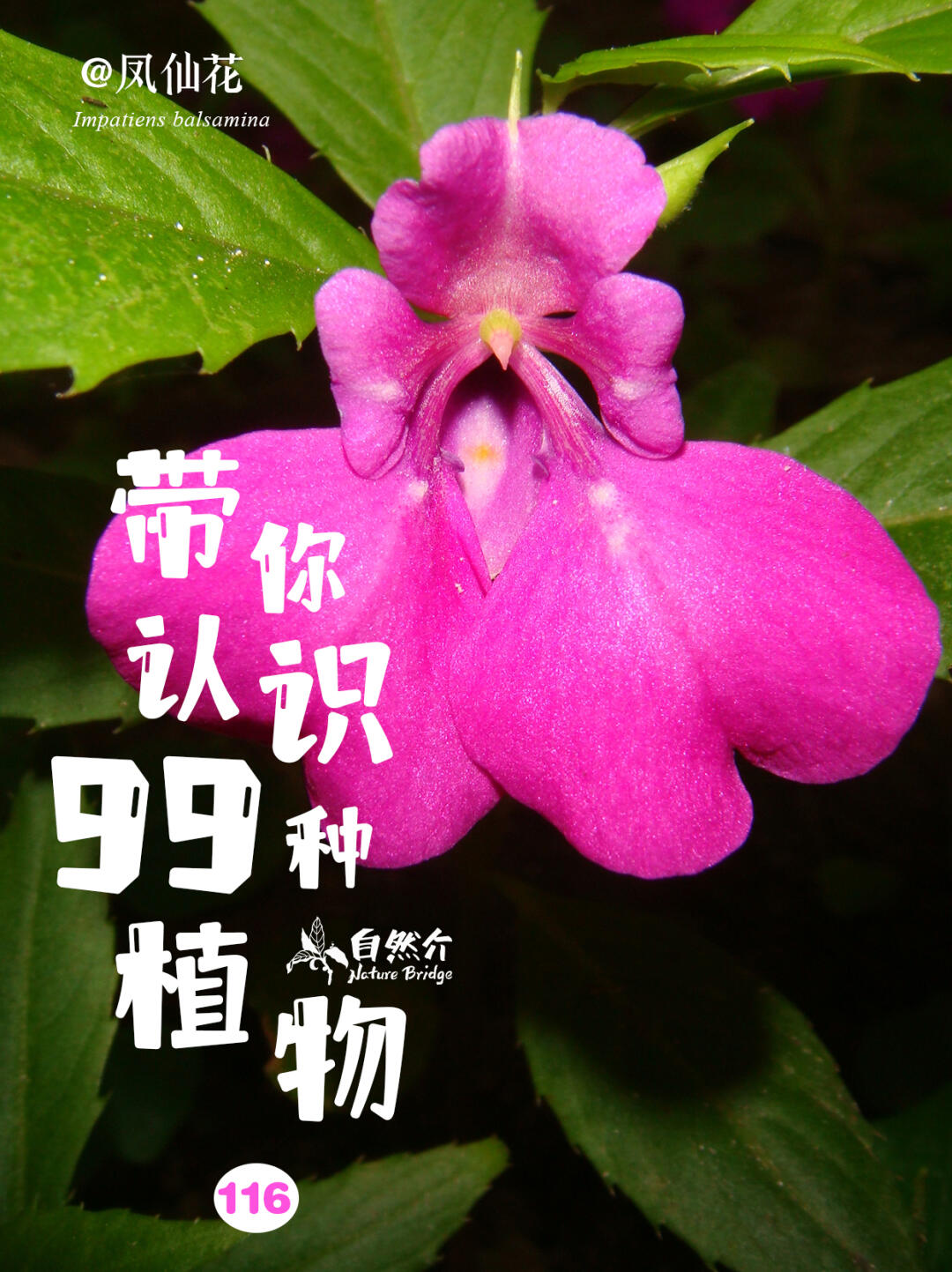 带你认识99种植物