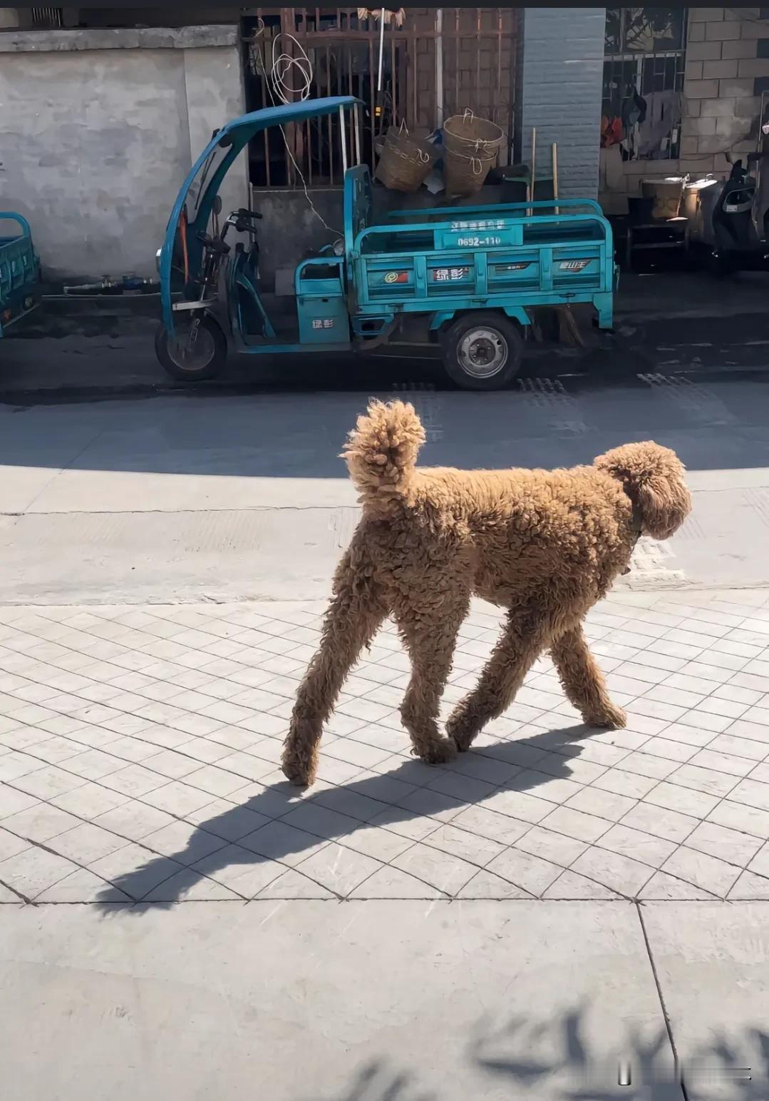 第一次见长腿泰迪，这是和什么品种串出来的？