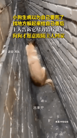 太有灵性了！河北，狗狗生病以为自己就快死了，便悄悄找了个地方躲起来等待生命结束，