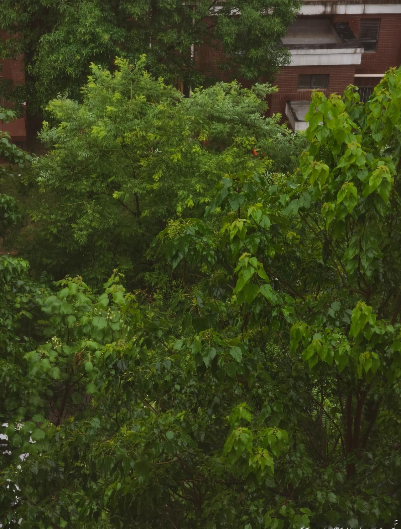 北京今天下了一天淅淅沥沥的雨，又是周日，所以我觉得待在家里好舒服，是因为前几天实
