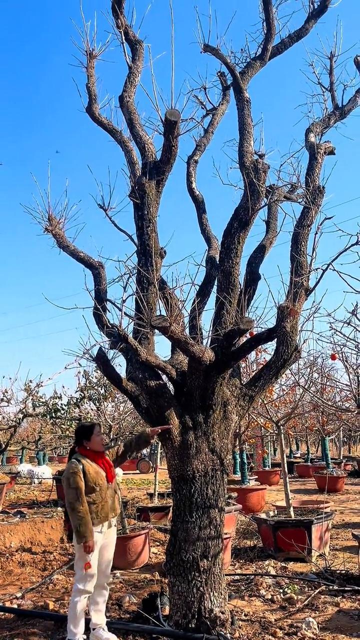 百年柿子树。
一万两千八就能把这一棵百年的古装柿子树带回家。这个都是经过一代两年