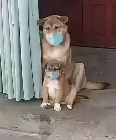 “父子”俩的隔离生活！